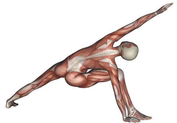 Extended Side Angle Pose - Yoga Anatomy