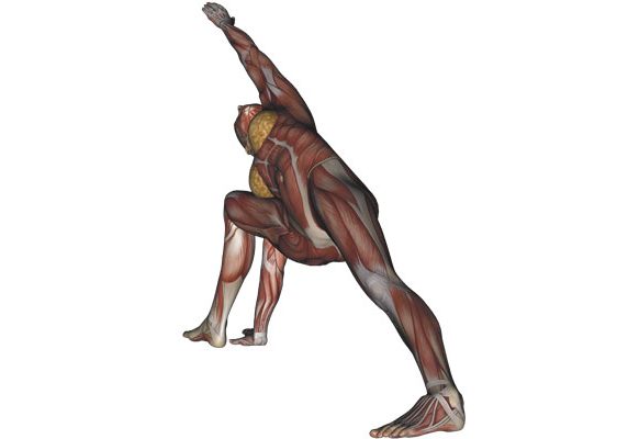 Extended Side Angle Pose - Yoga Anatomy