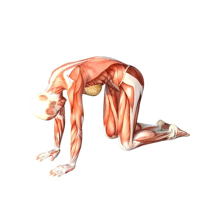 360 Cat pose Cow Pose to Cat Pose Yoga Anatomy