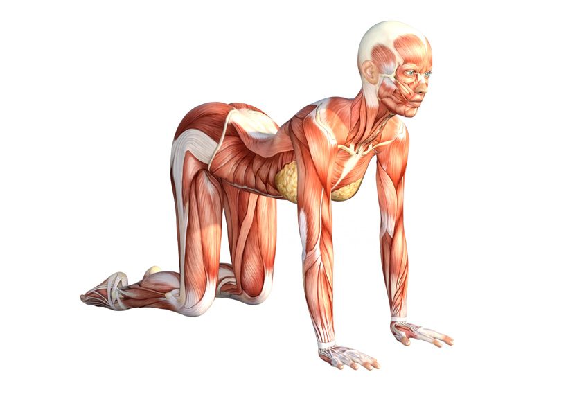 360 Cow pose Cow Pose to Cat Pose Yoga Anatomy