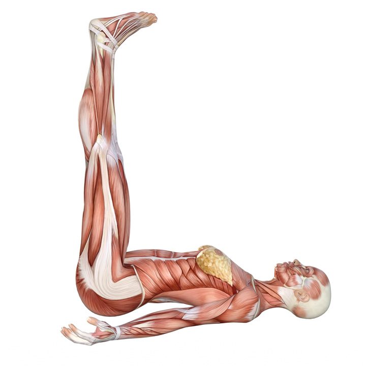 Legs up the wall pose Yoga Anatomy