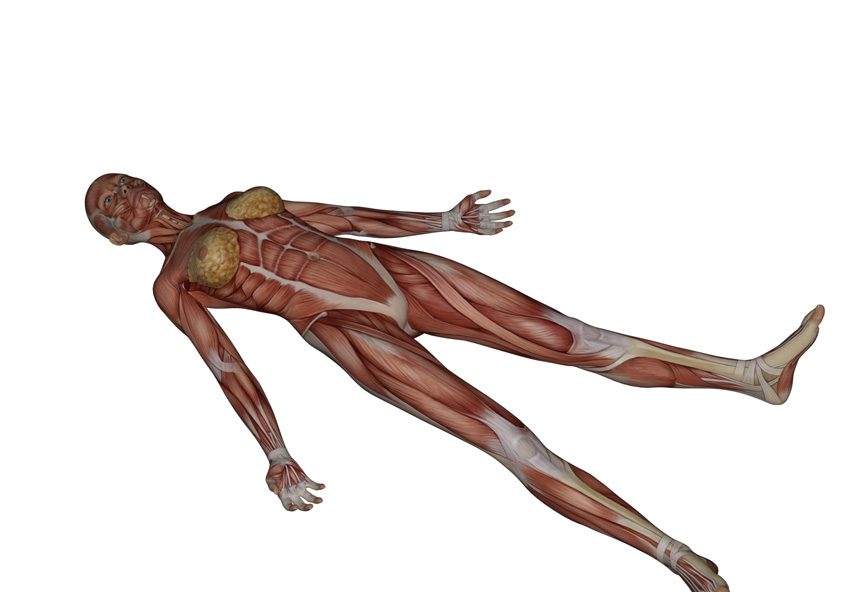Corpse Pose Yoga Anatomy