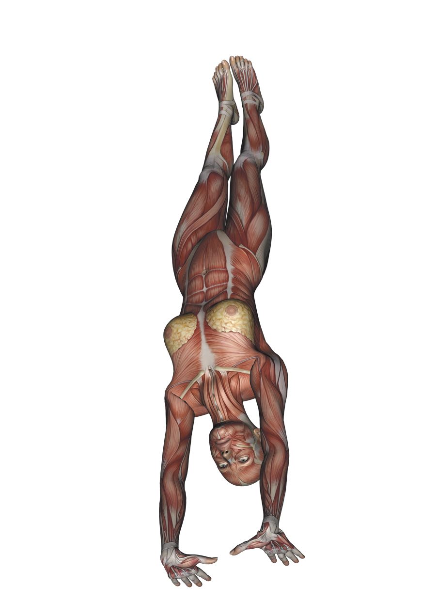 Handstand - Yoga Anatomy