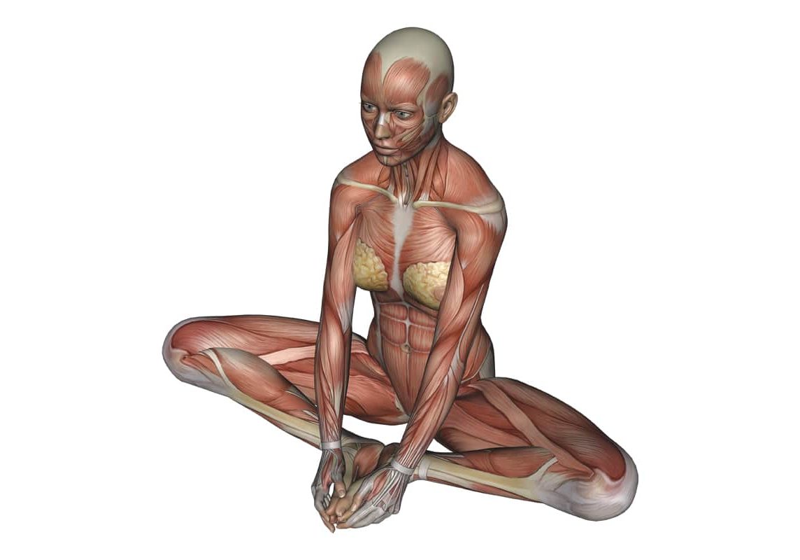 Butterfly Pose - Yoga Anatomy