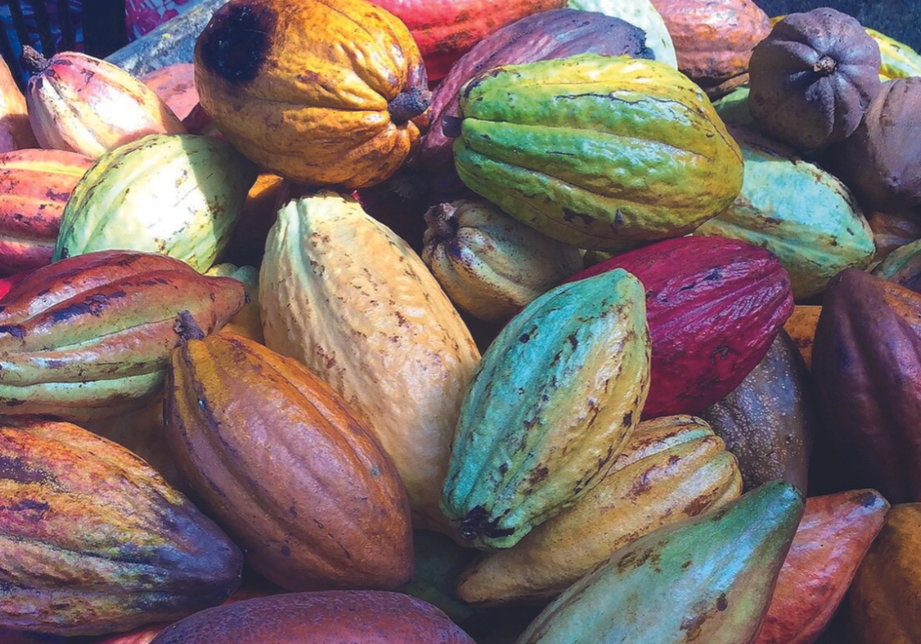 Cacao Cacao