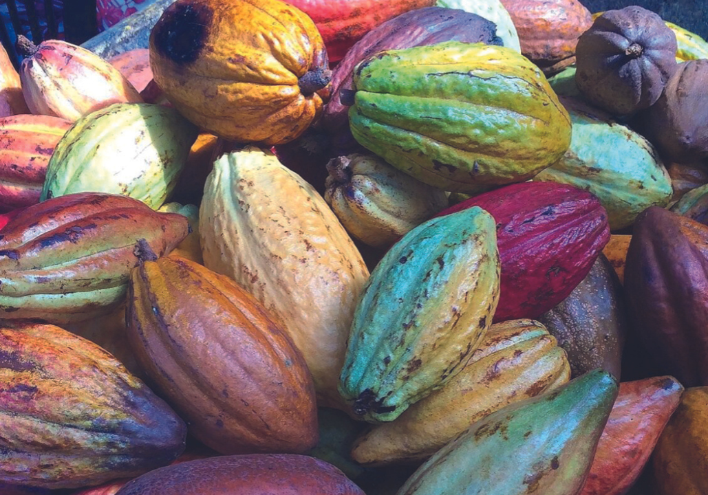 Cacao