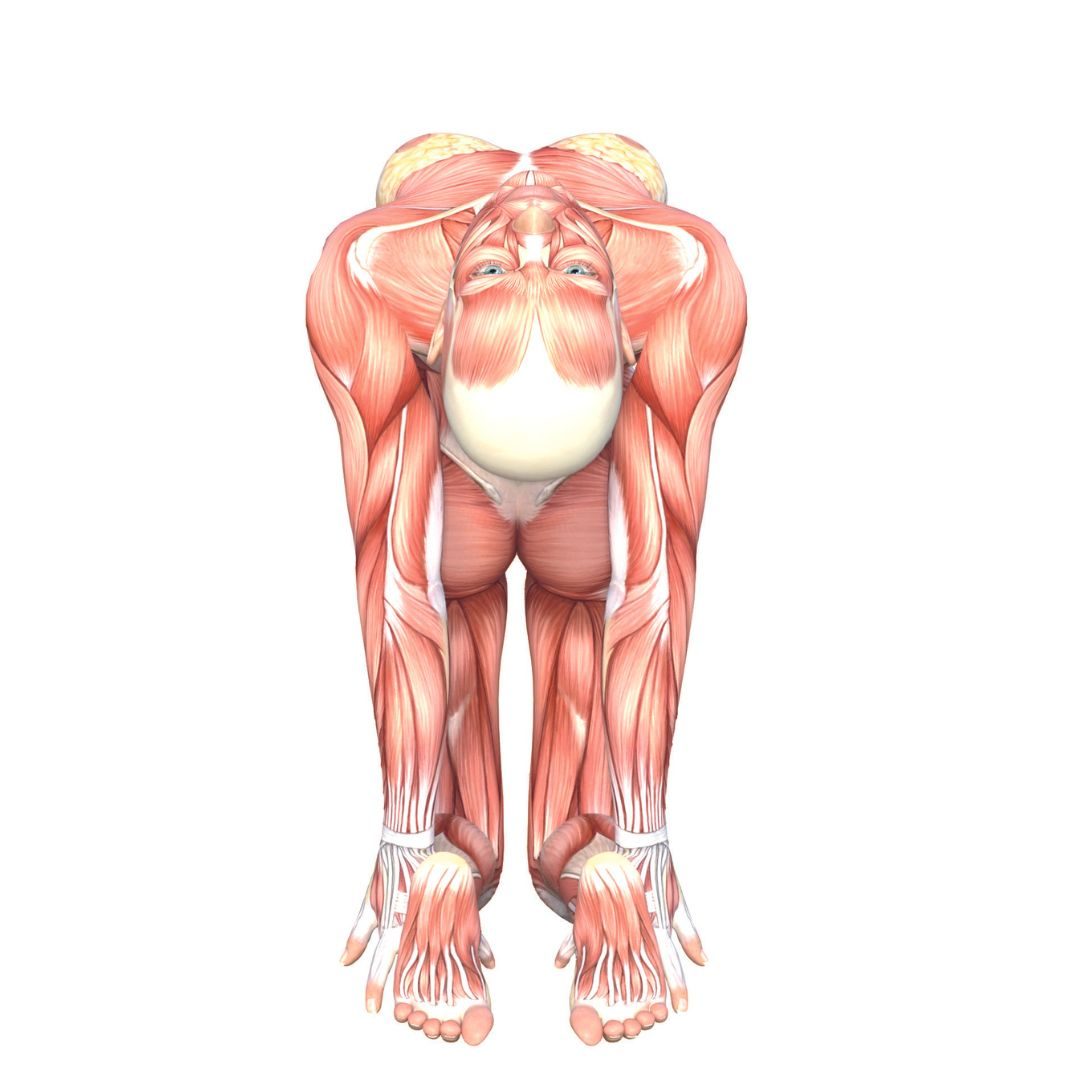 Camel Pose 141 Camel Pose 141