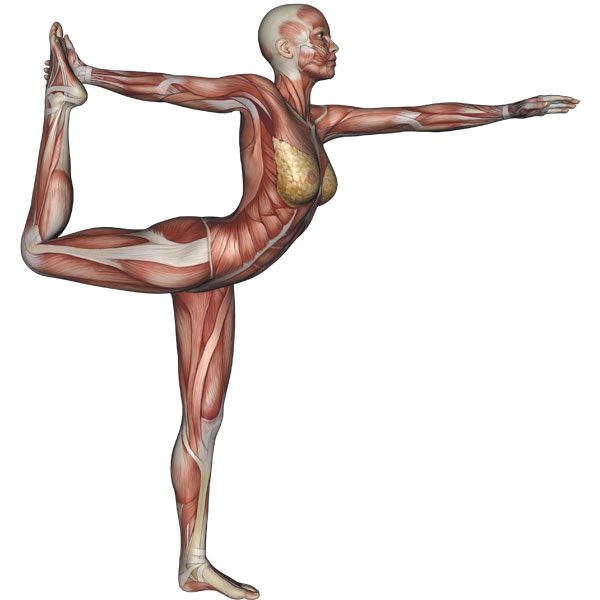 Dancer Pose Yoga Anatomy