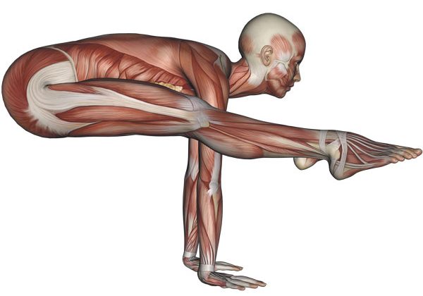 Firefly Pose Yoga Anatomy