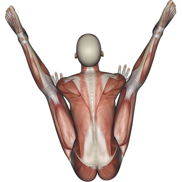 Firefly Pose Yoga Anatomy