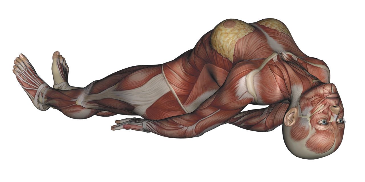 Fish Pose Yoga Anatomy