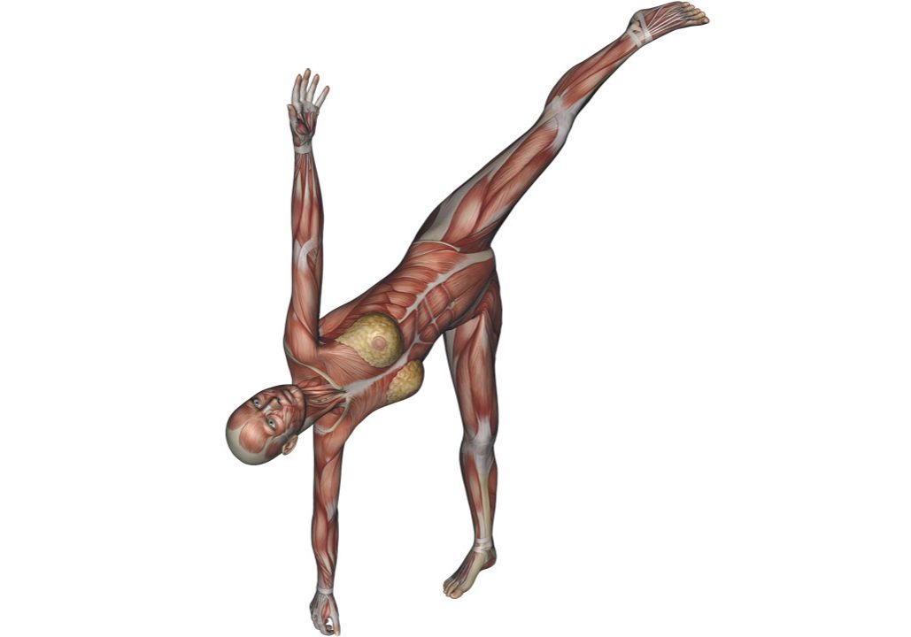 Half Moon Pose Yoga Anatomy