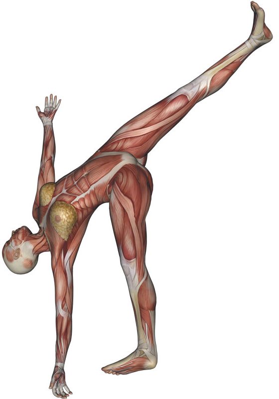 Half Moon Pose Yoga Anatomy