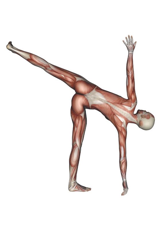 Half Moon Pose Yoga Anatomy