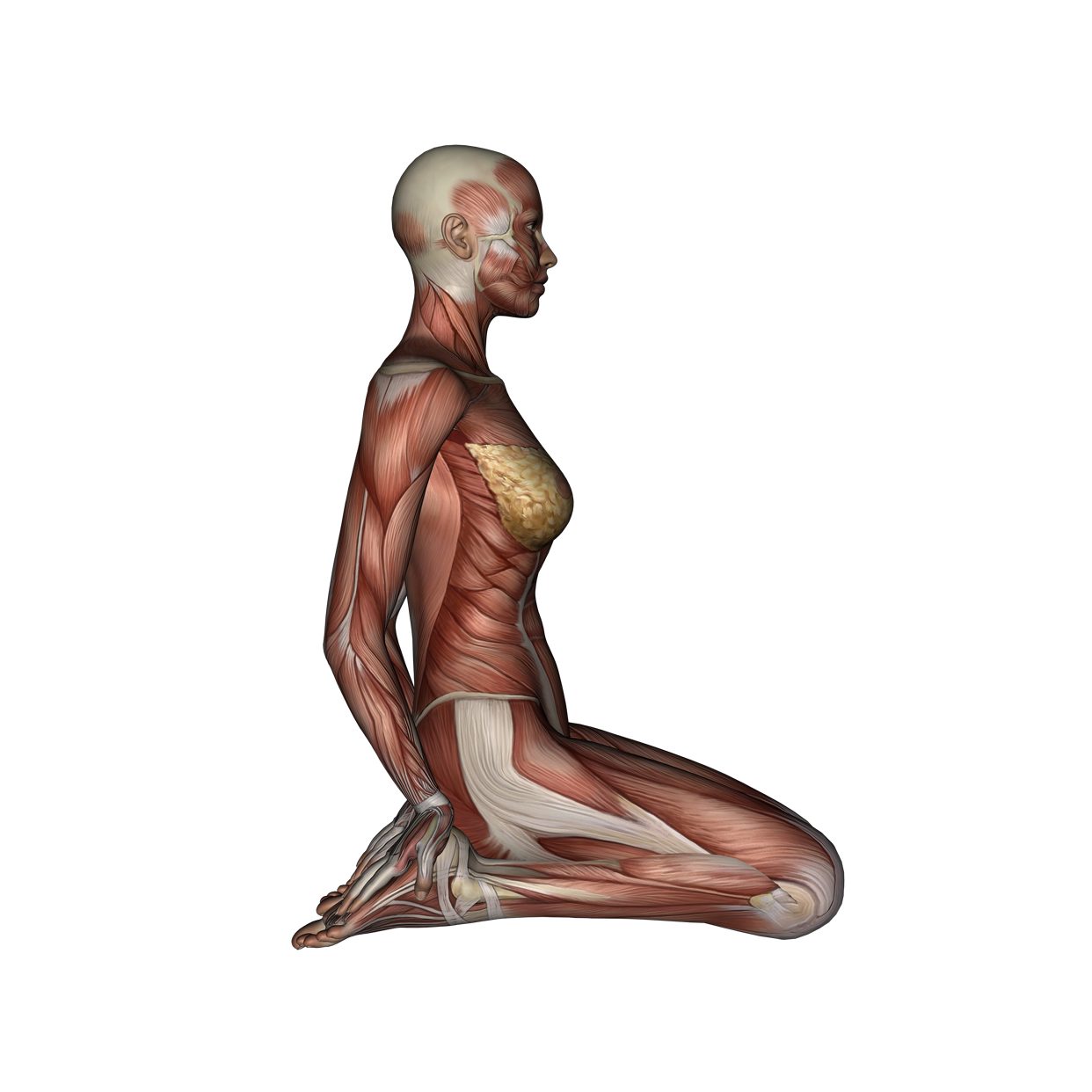 Hero Pose - Yoga Anatomy