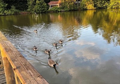 Lake View Yoga