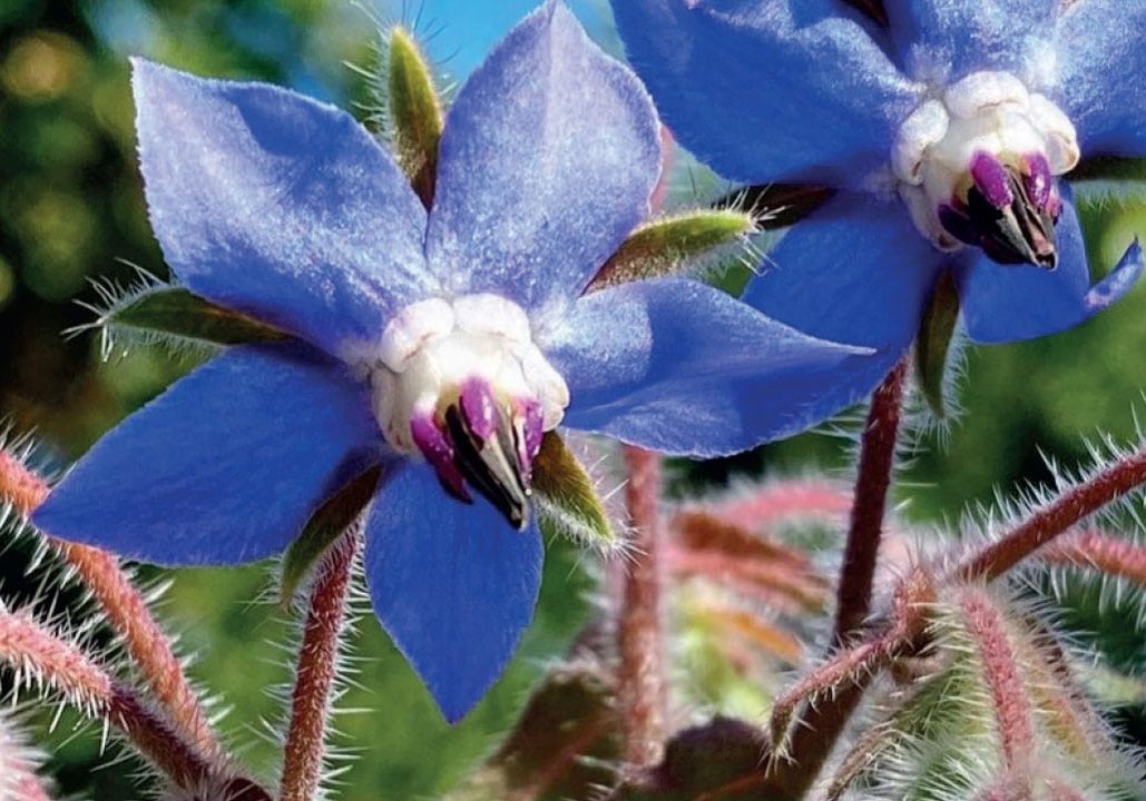 Borage