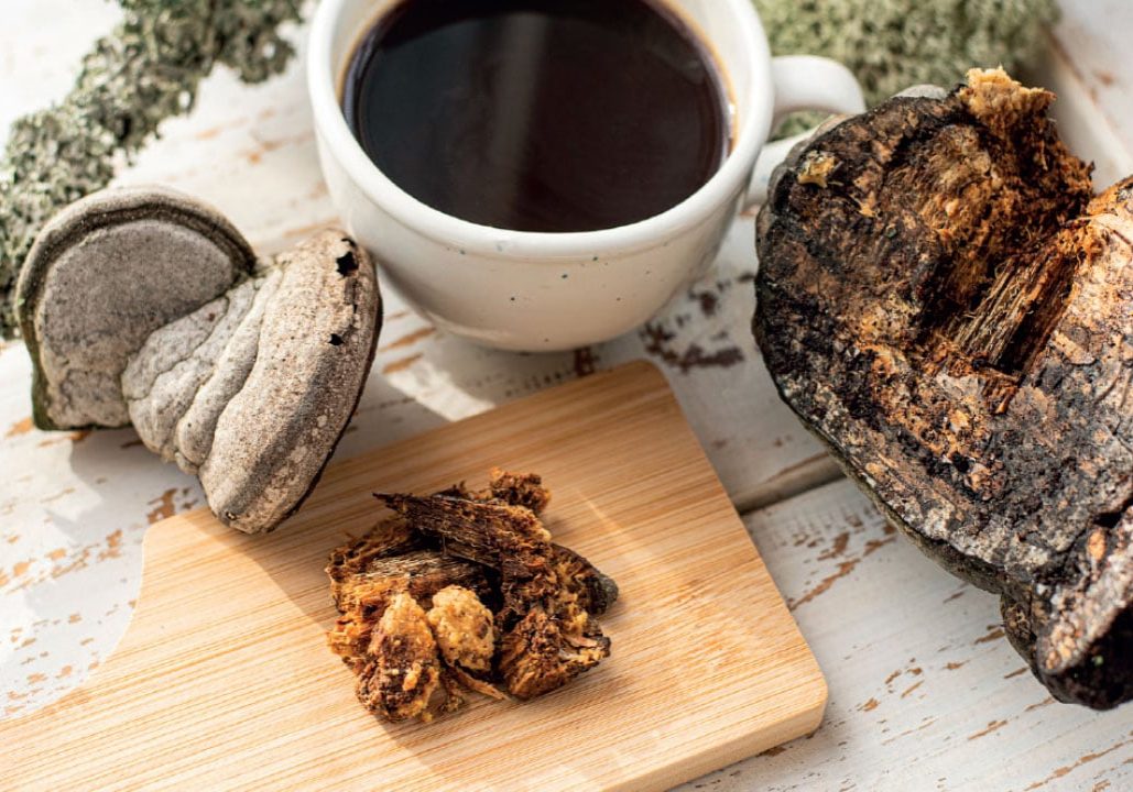 Medicinal Mushrooms Medicinal Mushrooms