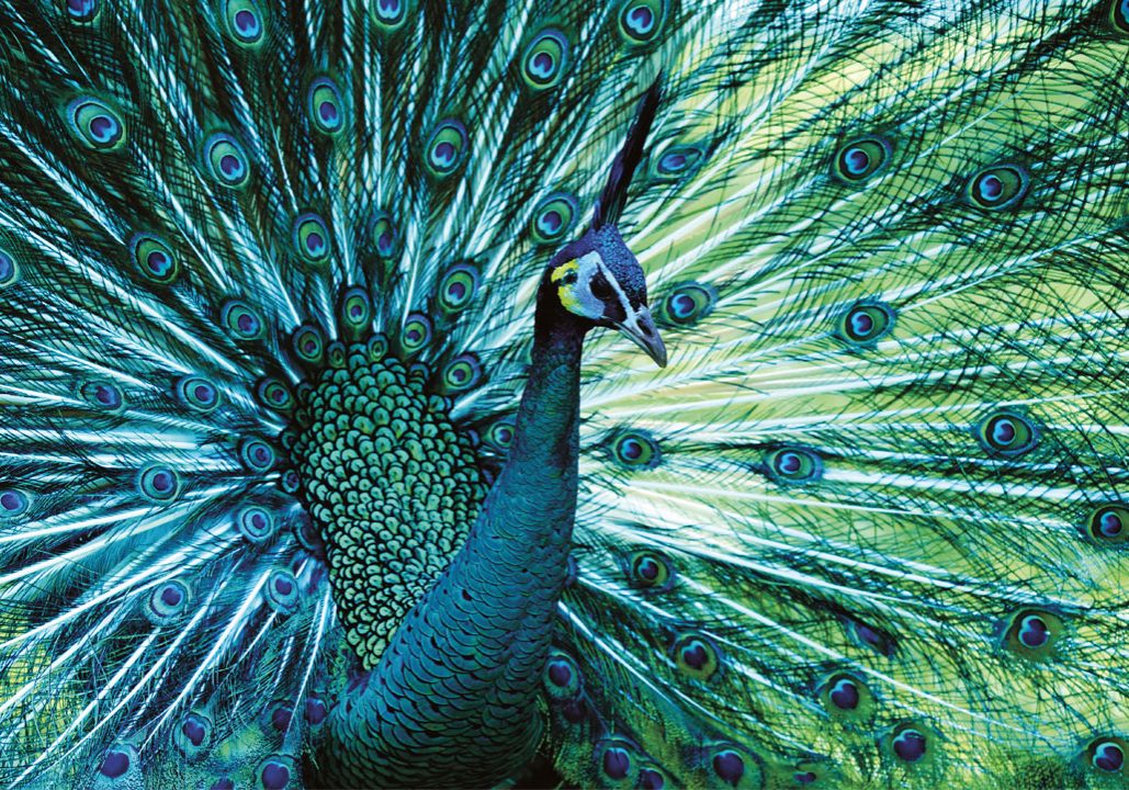 Peacock---flaunt