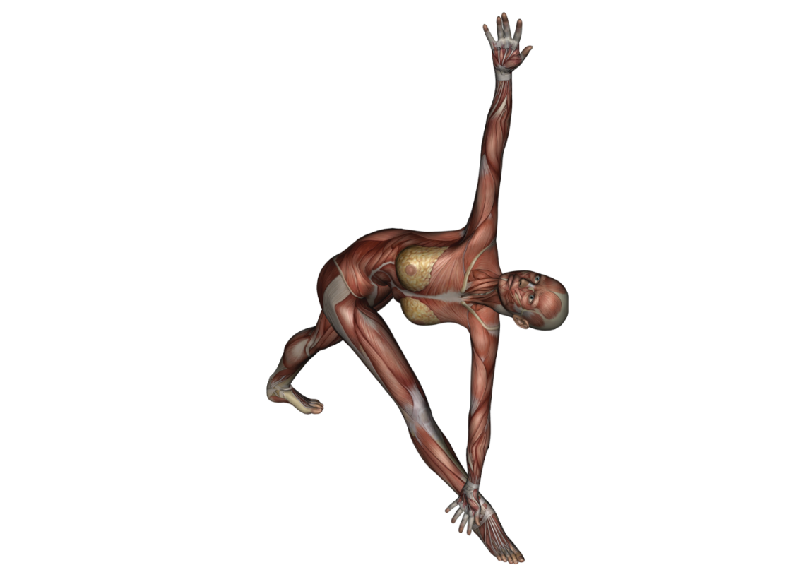 Reverse Triangle Pose - Yoga Anatomy