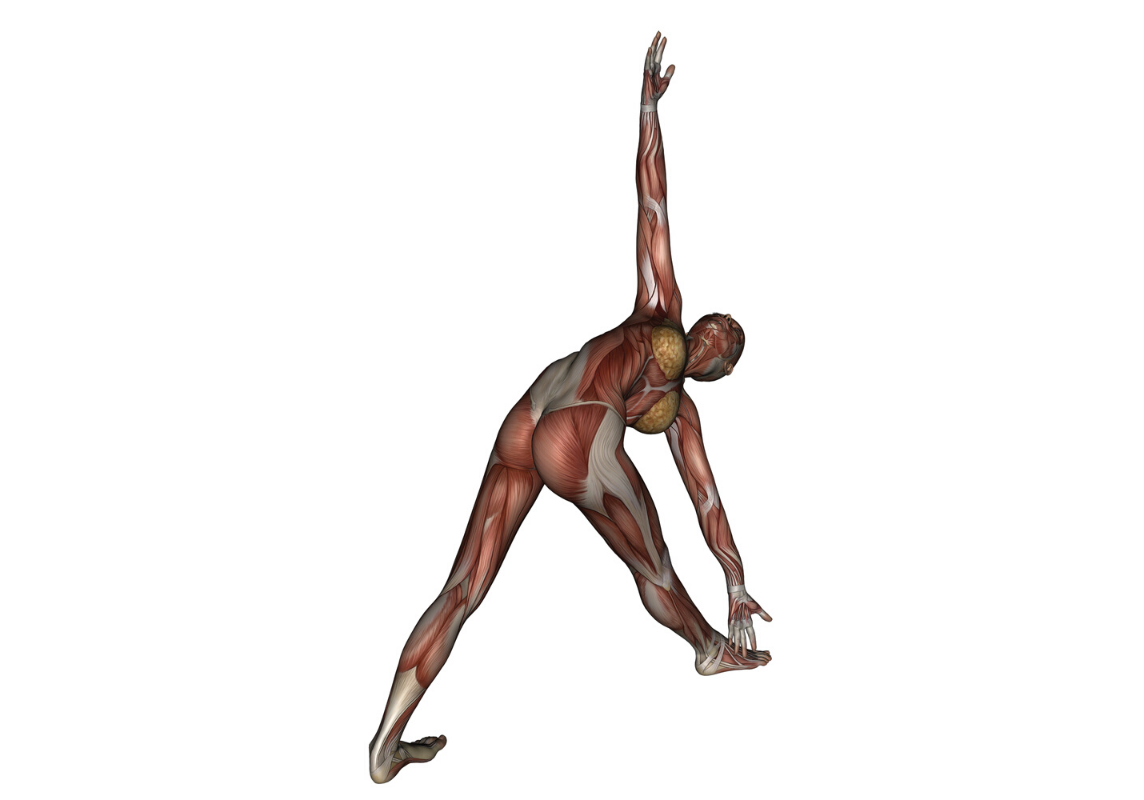 Reverse Triangle Pose - Yoga Anatomy