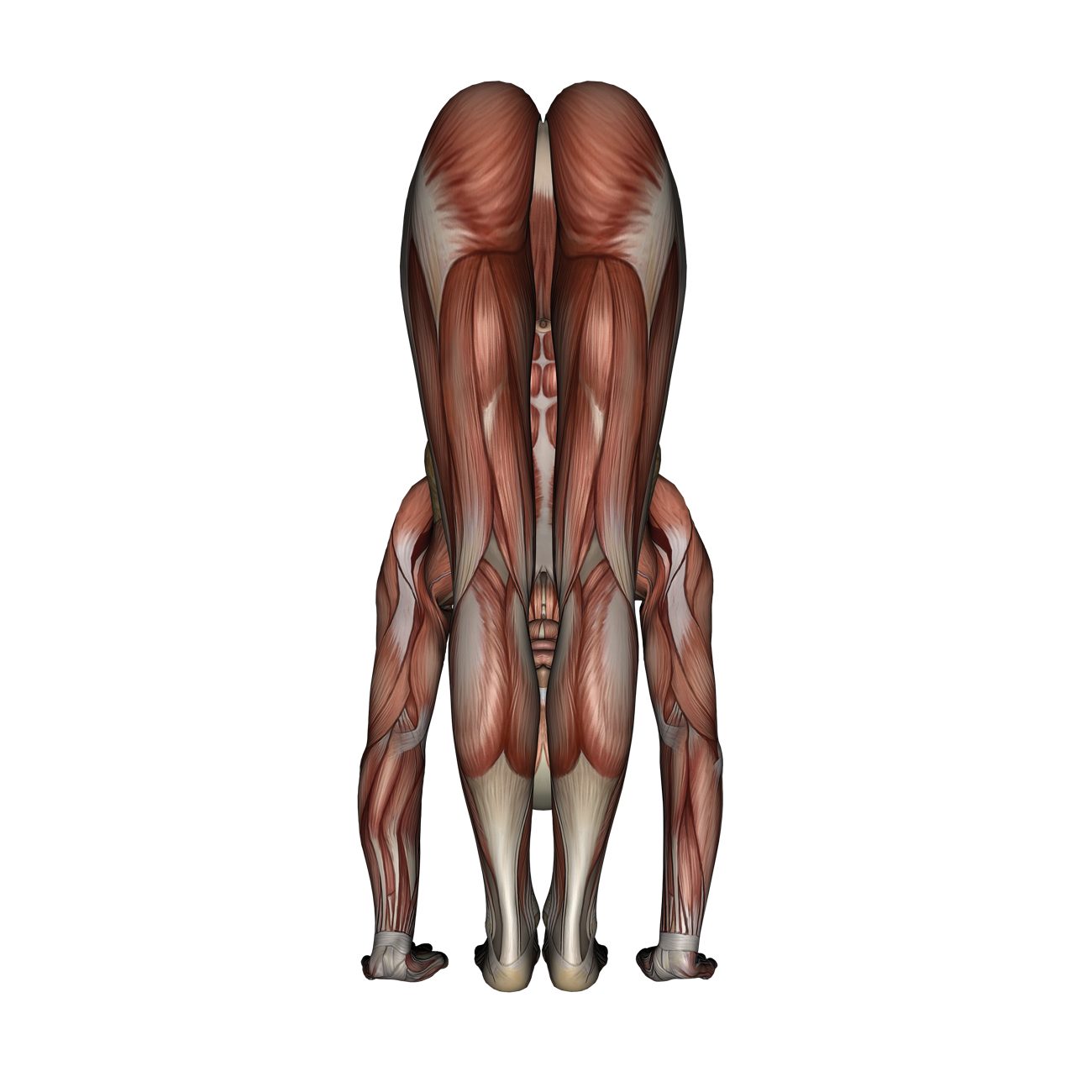 Standing Forward Bend Pose - Yoga Anatomy
