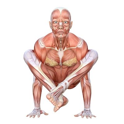 Shoulder Pressing Pose - Yoga anatomy
