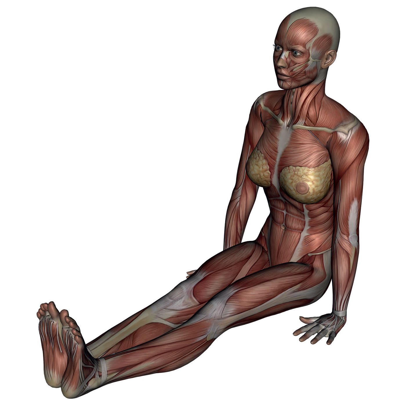 Staff Pose - Yoga Anatomy