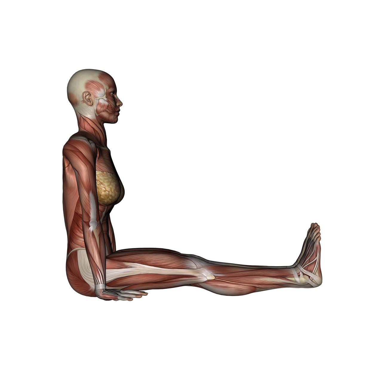 Staff Pose - Yoga Anatomy