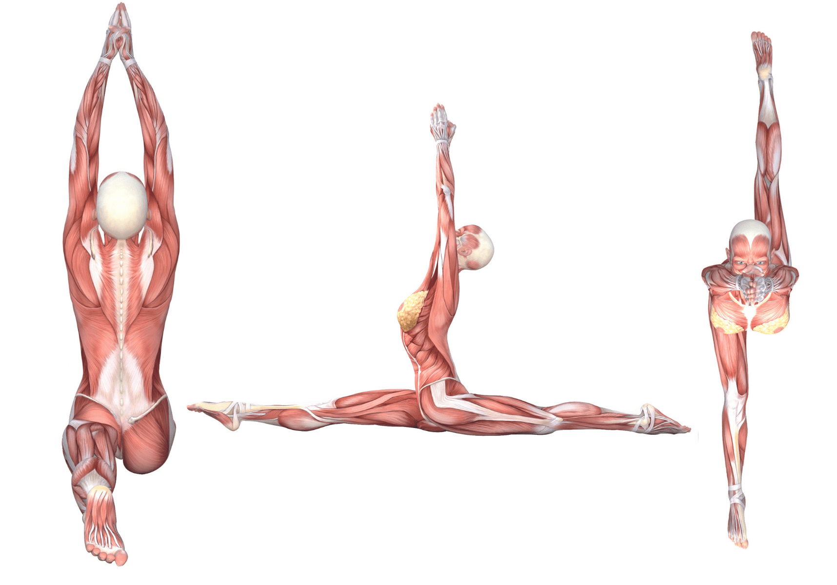 Yoga For Strength: 9 of Yoga's Best Strength-Building Poses | LiForme