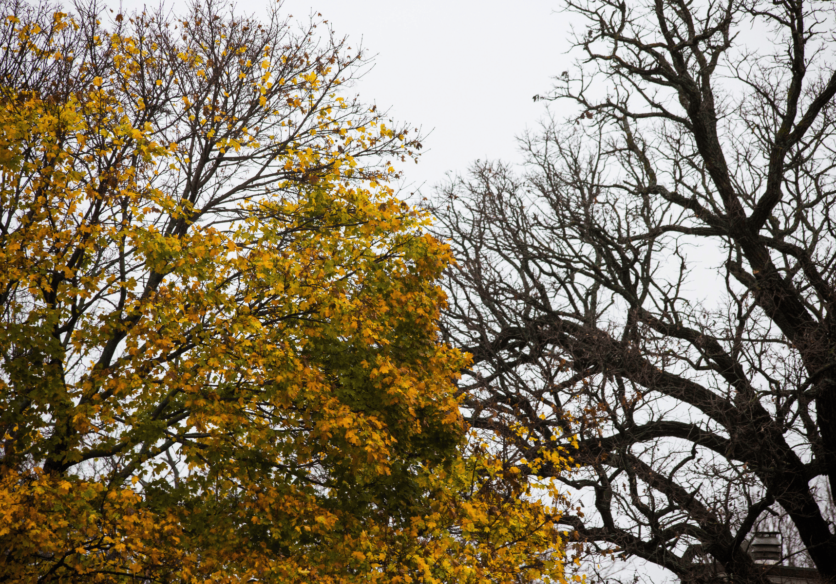 Yoga to Honour Nature’s Dormant Period