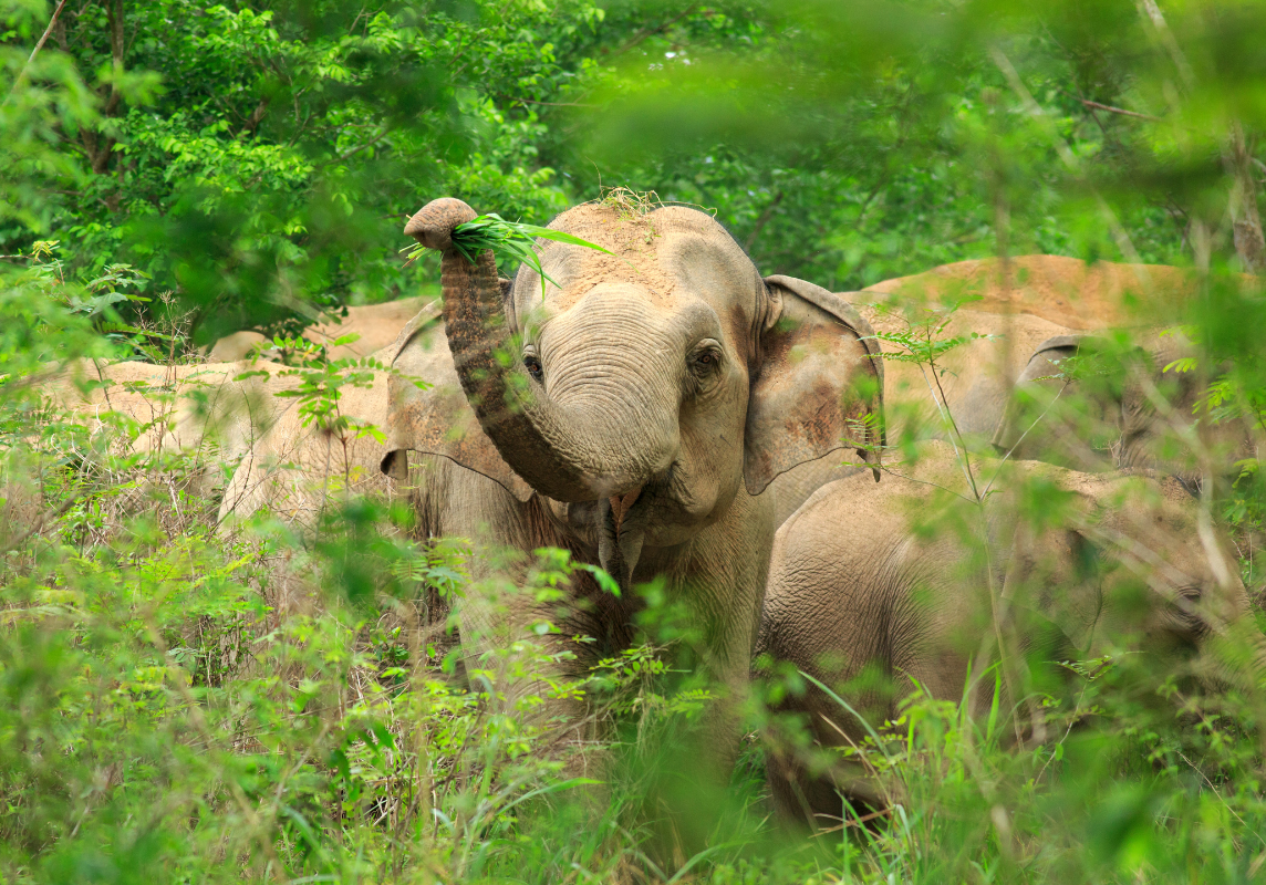 Yoga and elephants