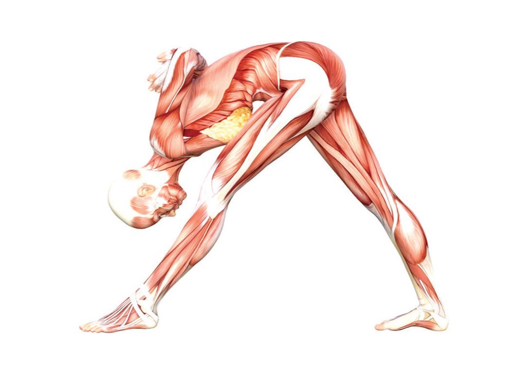 Intense Side Stretch Pose Yoga Anatomy