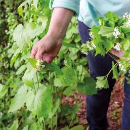 Foraging,For,Wild,Food.,A,Woman,Picking,The,Invasive,Species Healthy nutrition hacks