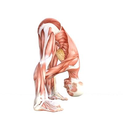 Standing Wide Leg Forward Fold (Prasarita Padottanasana) - Australian  School of Meditation & Yoga